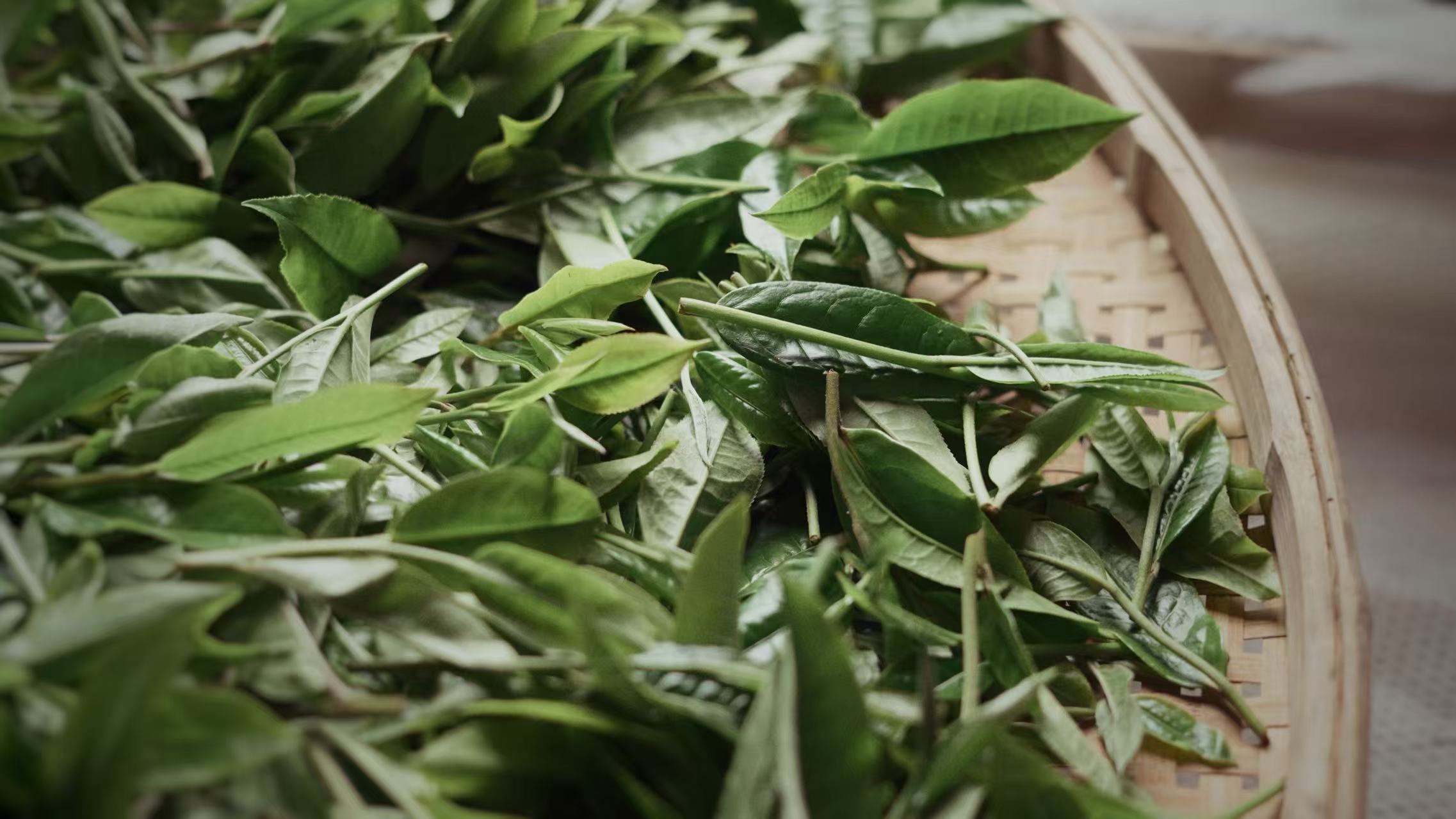 fresh tea leaves on tray for freeze dried tea production