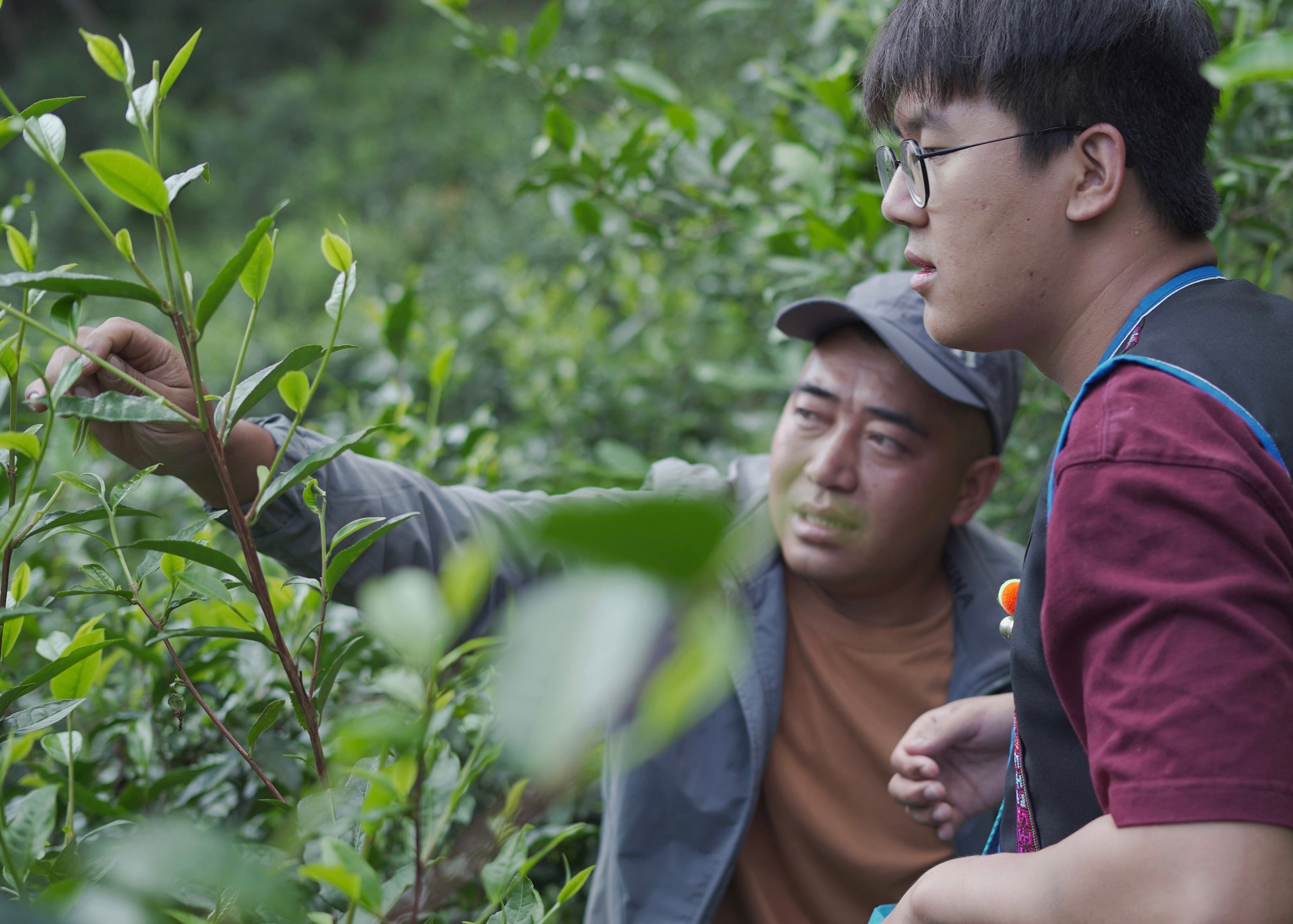 tea farmer and partner inspecting fresh tea leaves in tea garden