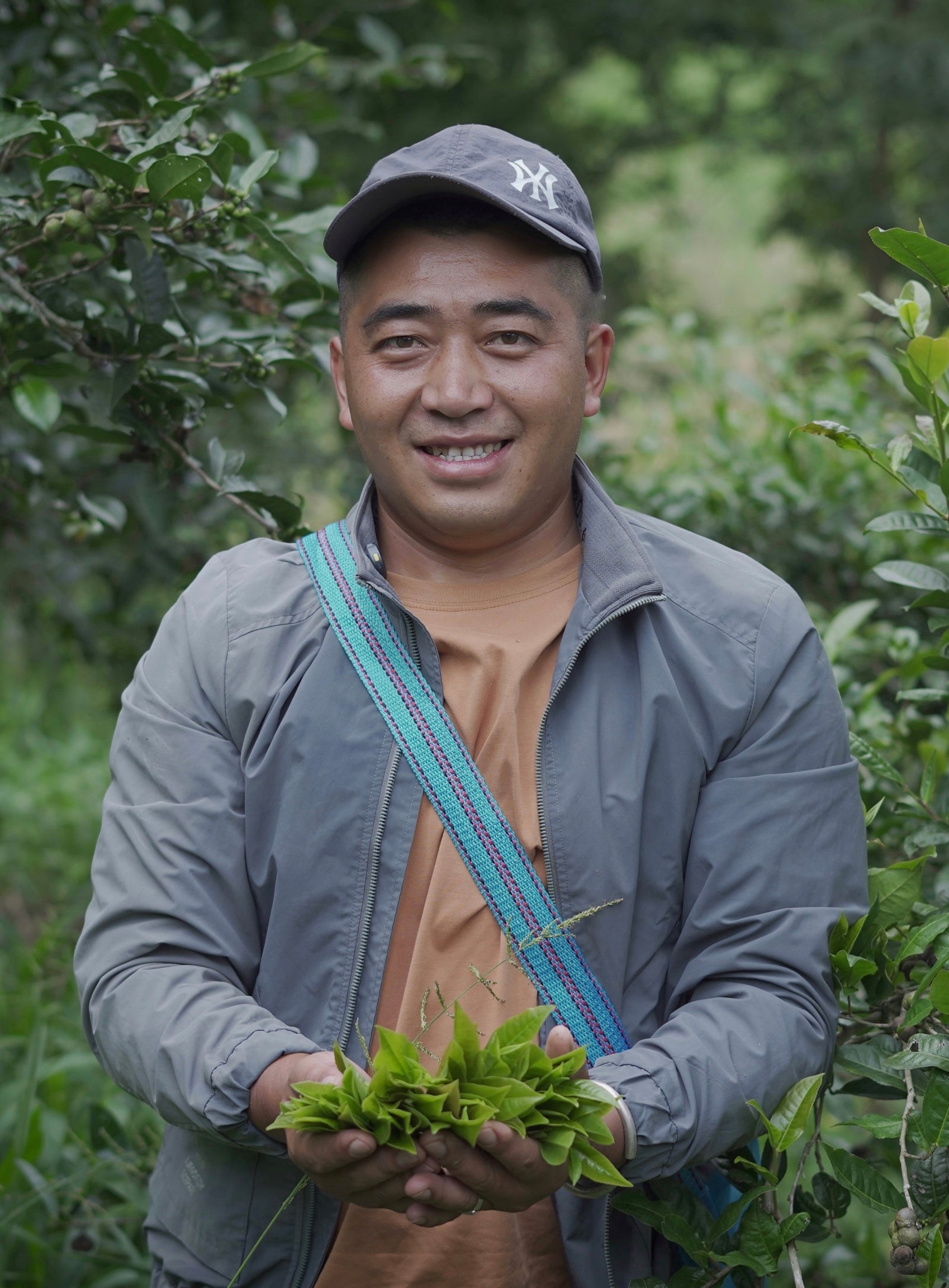 fresh tea leaves harvested by hand for freeze dried tea